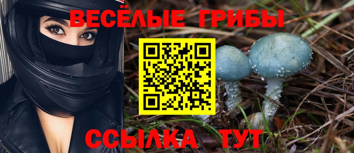 Псилоцибиновые грибы Cubensis Александров